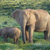 A mother elephant and her baby graze in a lush African savanna dotted with trees.