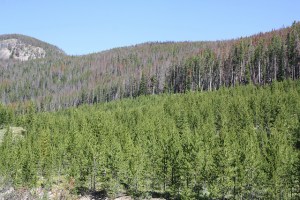 Photo showing widespread tree death caused by mountain pine beetle outbreak.