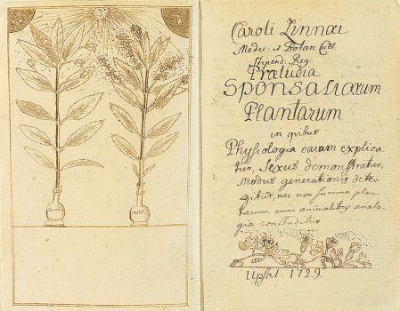 Photo of a page from Linneus' 1729 manuscript depicting pollinating plants.