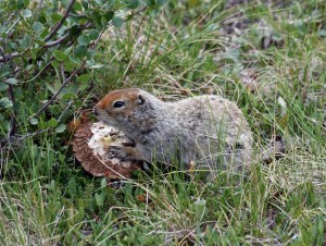 An Arctic ground squirrel snacking on a fungus in the tundra.