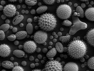 A range of different pollen grains of various shapes and sizes-- some like footballs, others like spiky balls. Black and white photograph from a scanning electron microscope.