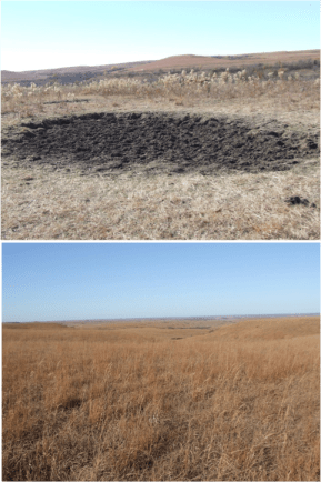Top image: A closely cropped grassland with a large mud wallow in the center, and tall prairie forbs growing around it. Bottom: An autumn grassland with tall brown grass.