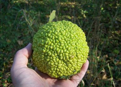 Fruit from an osage orange, Maclura pomifera, is thought to be adapted to dispersal by extinct ice age herbivores. 
