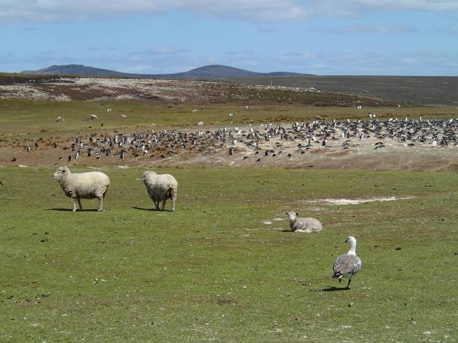 Non-native sheep and native upland goose graze in front of a king penguin rookery. The large fuzzy brown balls are last year's chicks. Sheep grazing has done a number on penguin habitat, but it's an important part of the island's economy, too. We're hoping our work can provide useful data to support the coexistence of both.