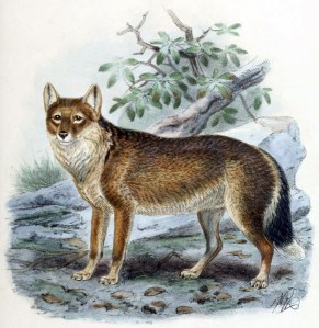 The Falkland Islands Wolf, or "warrah." Historic accounts say it used to swim out to boats, tail wagging. John Gerrard Keulemans, from St. George Mivart's Dogs, Jackals, Wolves, and Foxes: A Monograph of the Candidae, published by R. H. Porter, London, 1890. Lithography by Mintern Brothers. Public domain.