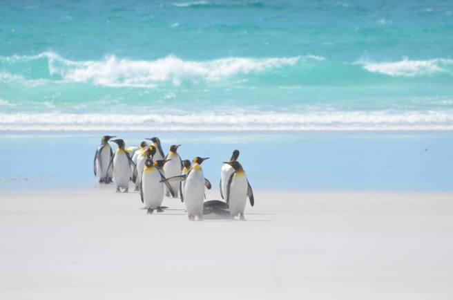 Penguins lined up to give to our campaign! #fakepenguinfacts (King penguins, Volunteer Point, Falklands.) Photo by the author.