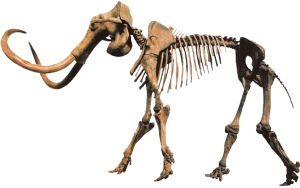 "Hebior Mammoth" found in Wisconsin bearing tool butcher marks. CC BY-SA 3.0 Triebold Paleontology Incorporated.